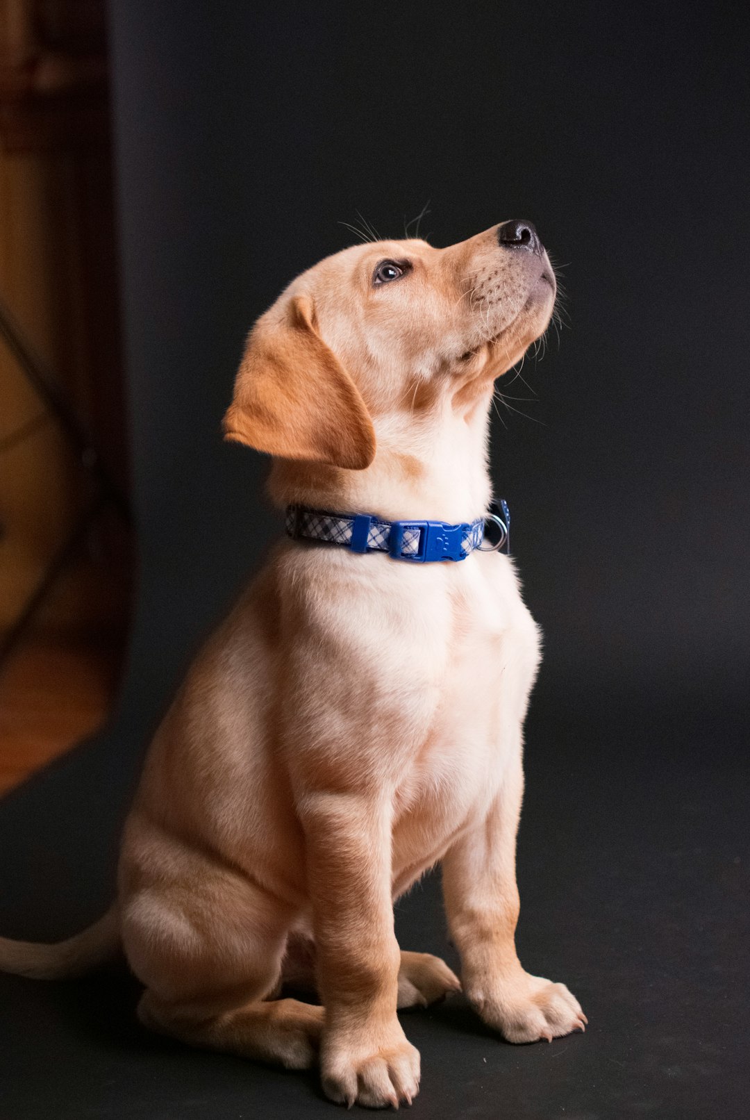 What a Dog Groomer Learned After Going Fully Online
